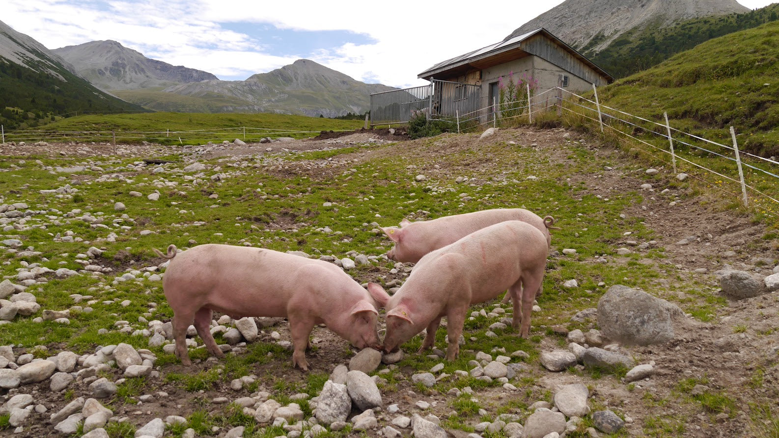 Alpschweine auf der Alp Astras Tamangur 