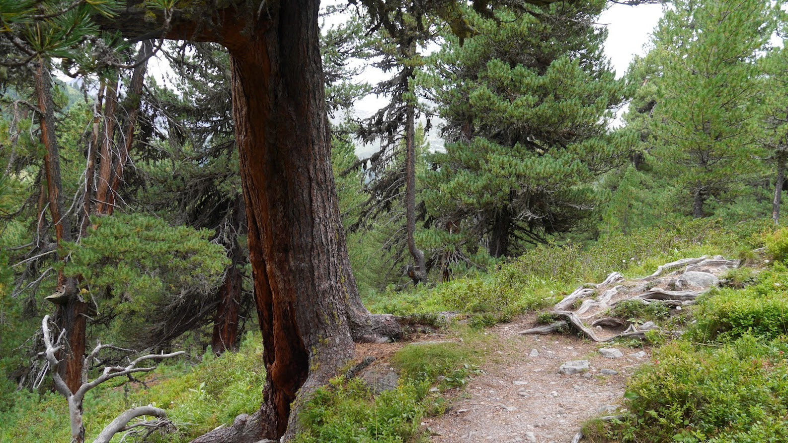 Wanderweg durch den Arvenwald von Tamangur